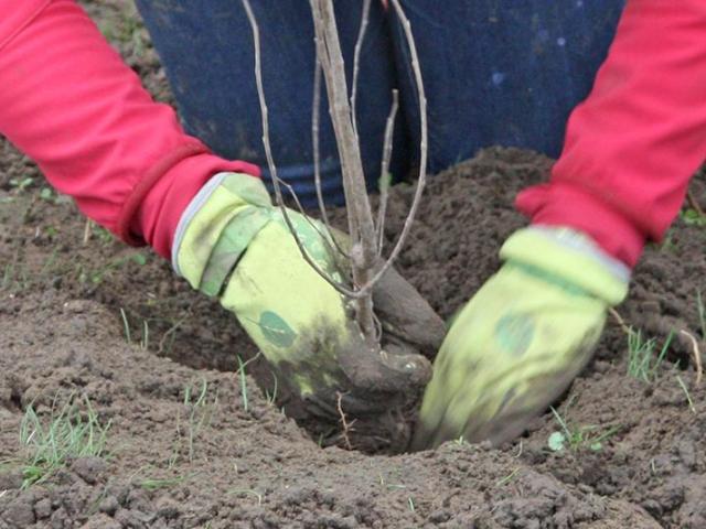 boomplantactie